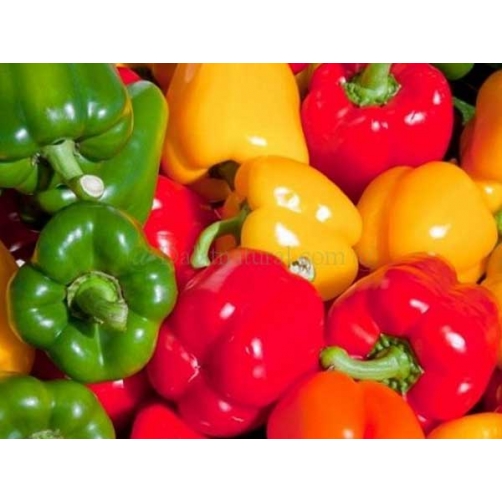 Ớt xanh, ớt đỏ, ớt vàng - Dalat Natural Foods - Công Ty Cổ Phần Chế Biến Thực Phẩm Đà Lạt Tự Nhiên